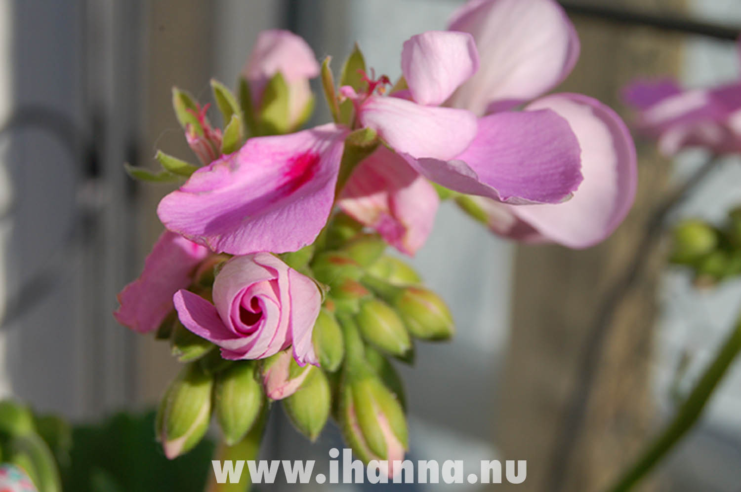 Pink Geranium on the balcony (Photo copyright Hanna Andersson)