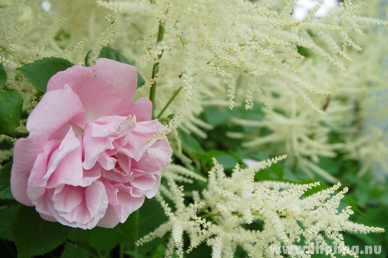 Plymspirea (vit) och rosa klängros Gerberose and a little miniature hedgehog on adventures in the garden by iHanna (Copyright Hanna Andersson)