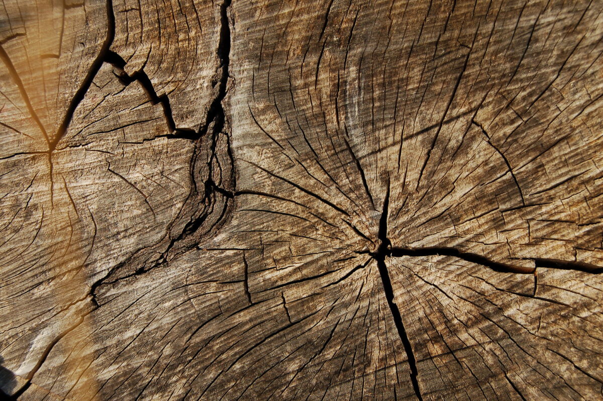 Wood grain of a tree cut down, beautiful but sad