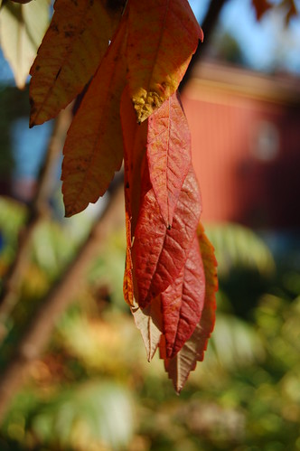 Autumn in the garden