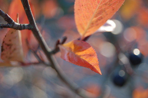 Autumn turns the leaves in the garden