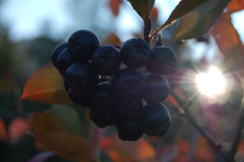 Arronia berries and sun in the garden this autumn 2008