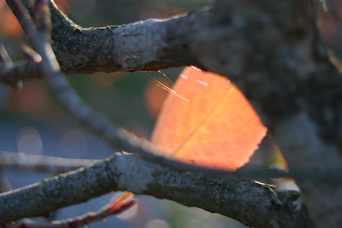 Garden decay and spiderwebs