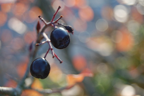 Autumn in the garden Arronia berries