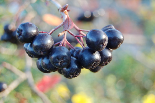 Autumn in the garden Arronia berries