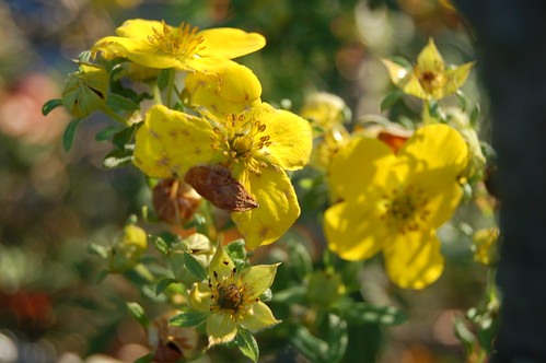 Like rays of sunshine in the garden