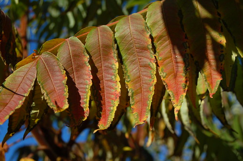 Autumn turns the leaves in the garden