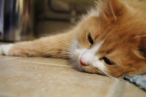 Smilla the cutest cat in the world on the bathroom floor