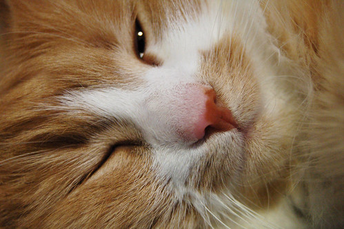 Smilla the cutest cat in the world on the bathroom floor