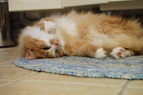 Smilla the cutest cat in the world on the bathroom floor