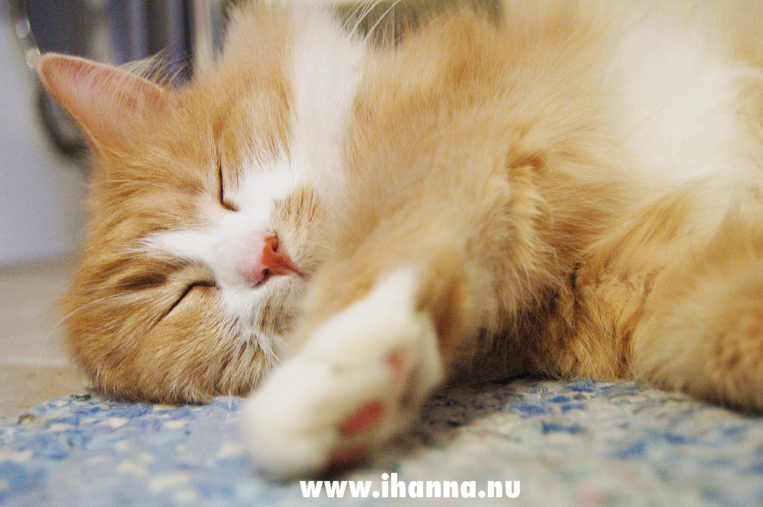 Smilla the cutest cat in the world on the bathroom floor (Photo copyright Hanna Andersson)