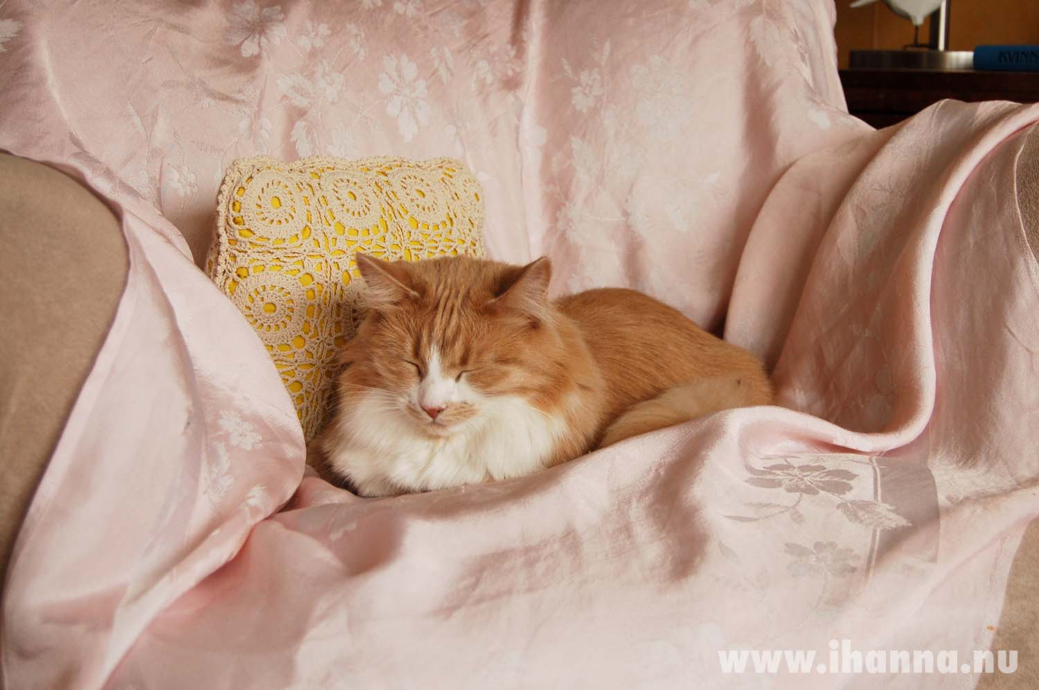 Smilla the cat being cozy in a shabby chic chair (Photo copyright Hanna Andersson)