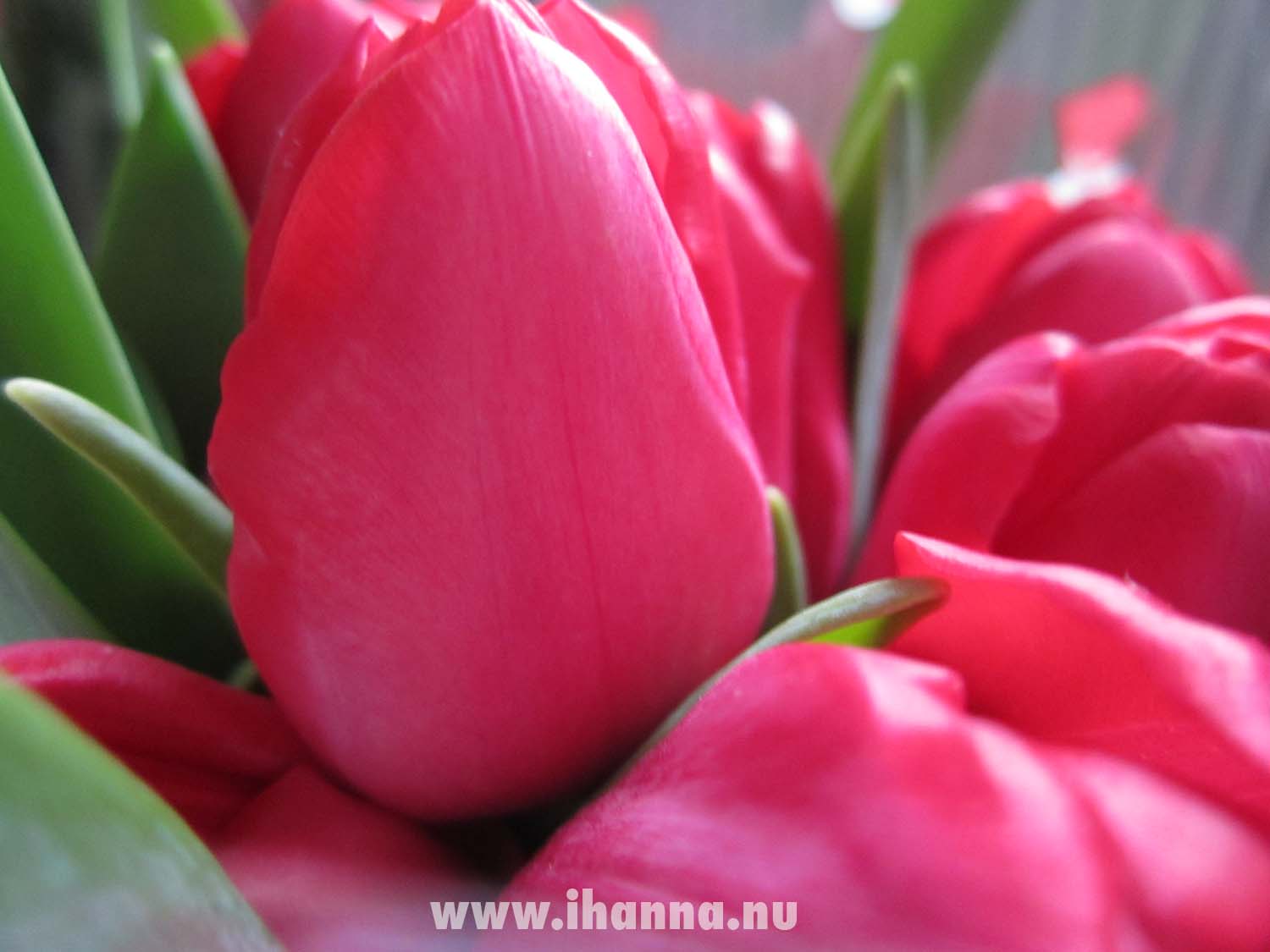 Tulips at home (Photo Copyright Hanna Andersson)