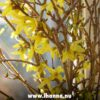 Creative Snapshots | Forsythia in Bloom