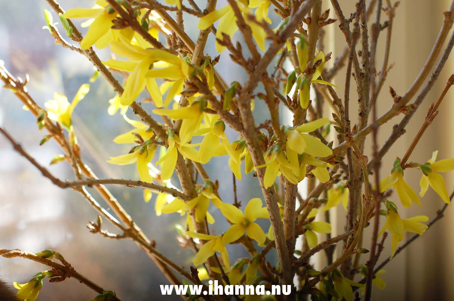 Forsythia twigs blooming indoors, from my parent's garden (Photo Copyright Hanna Andersson)