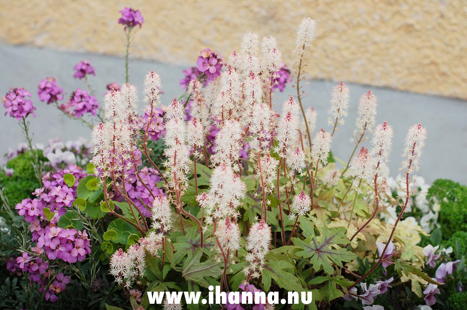 Beautiful spring flowers in Visby, photo by iHanna (Copyright Hanna Andersson)