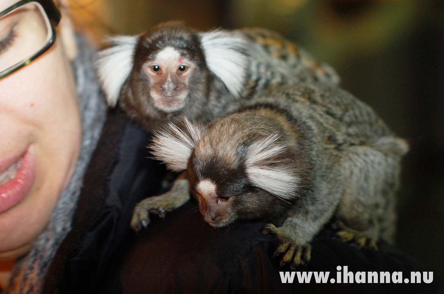 Me and some friendly monkeys at the zoo in Sweden 