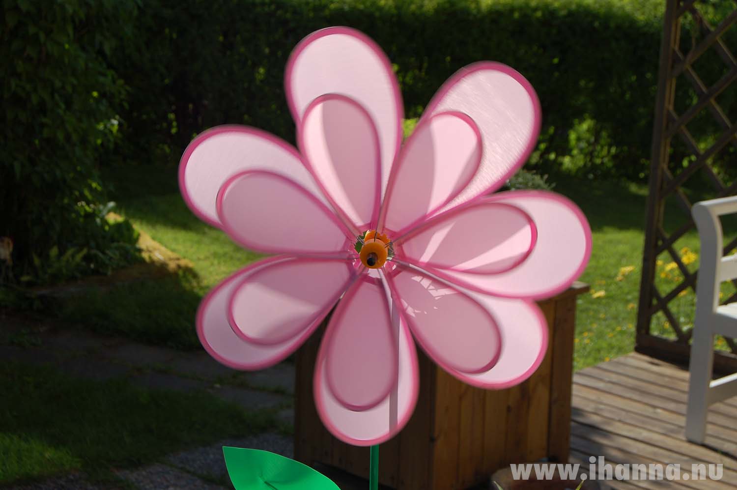 Pink windflower