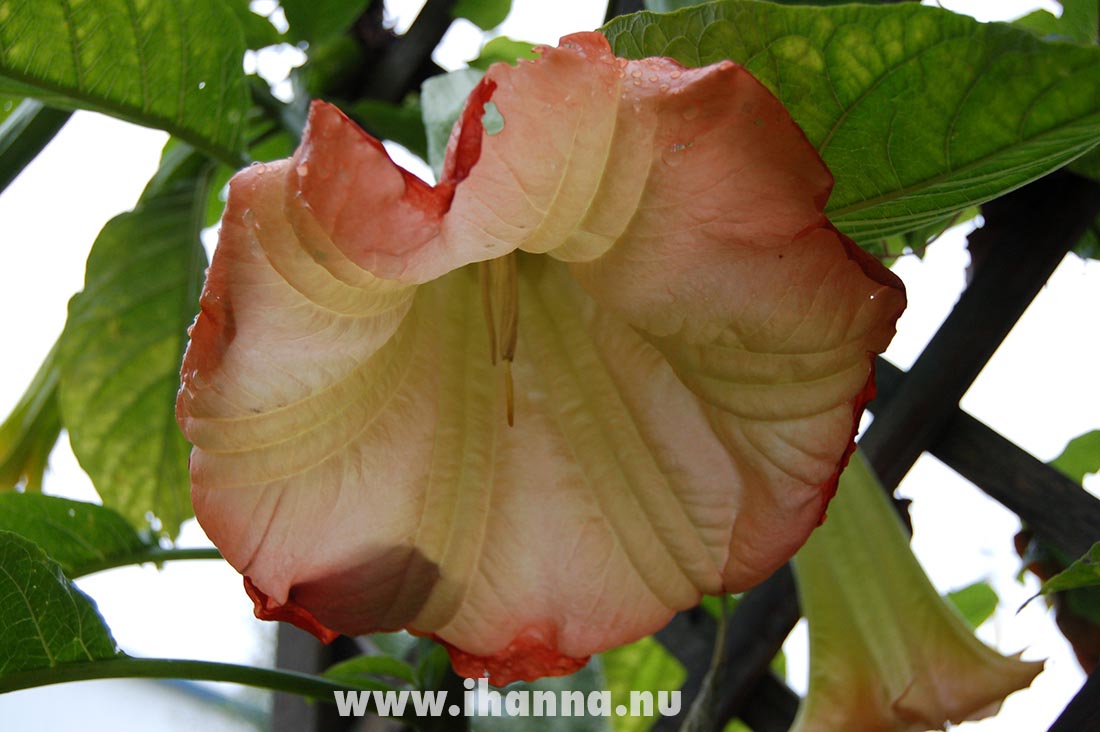 Änglatrumpet - angels trumpet flower photo copyright Hanna Andersson