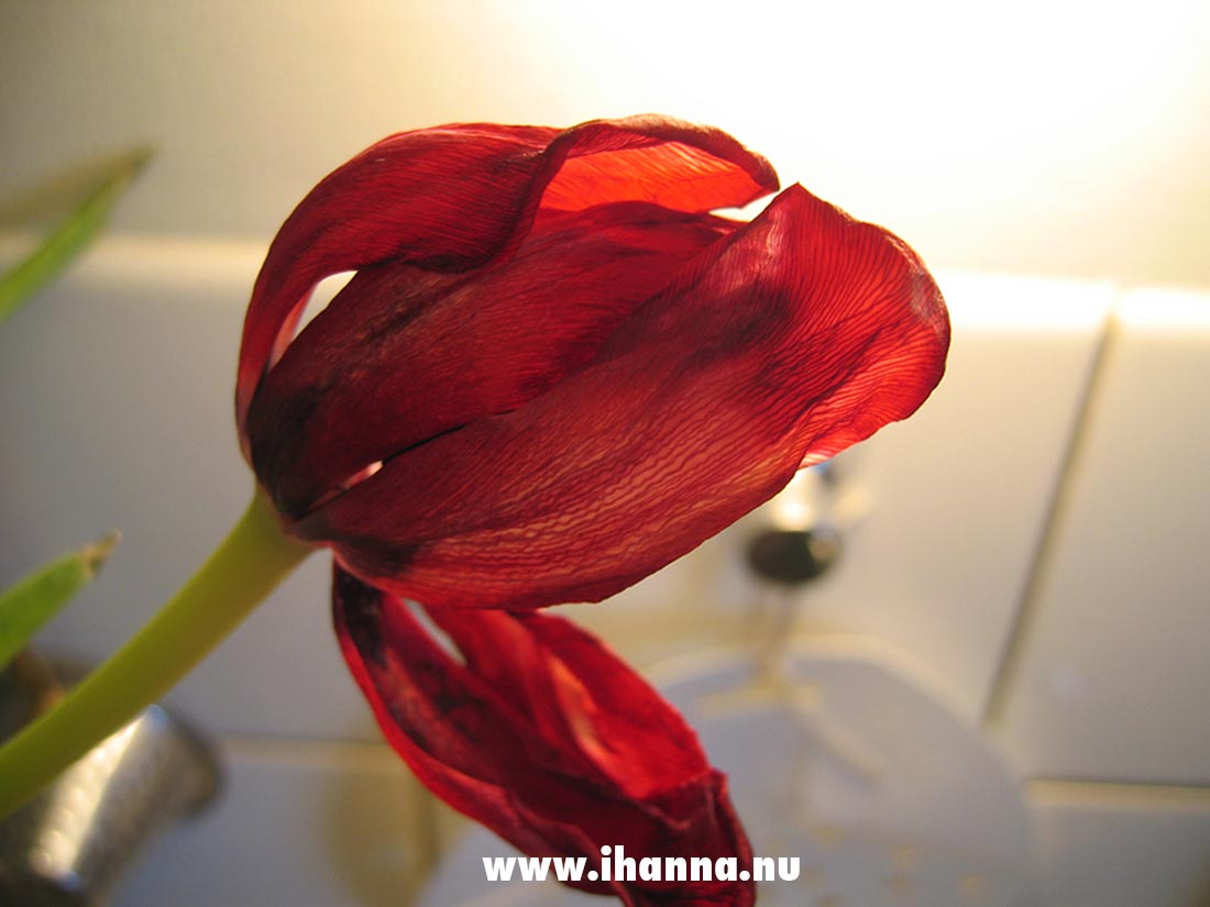 A withering tulip on the blog as a photo start 2005, all rights reserved photo copyright Hanna Andersson 