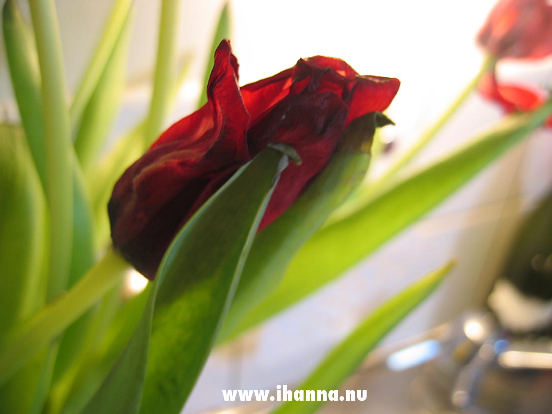 A red tulip photo start 2005, all rights reserved photo copyright Hanna Andersson 