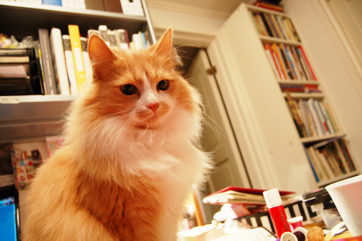 Smilla the Desk helper (photo copyright Hanna Andersson