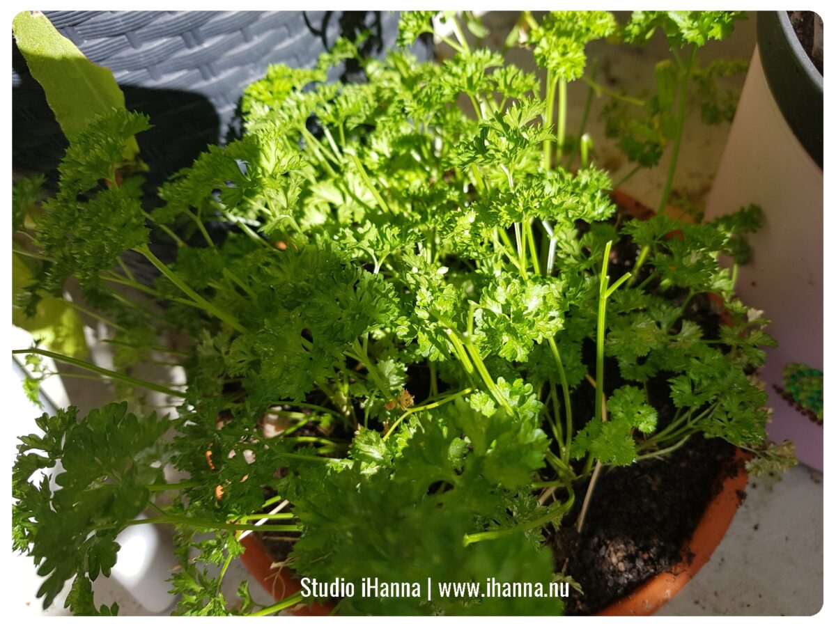 Parsley living his best life at my sweet balcony retreat (photo copyright Hanna Andersson)