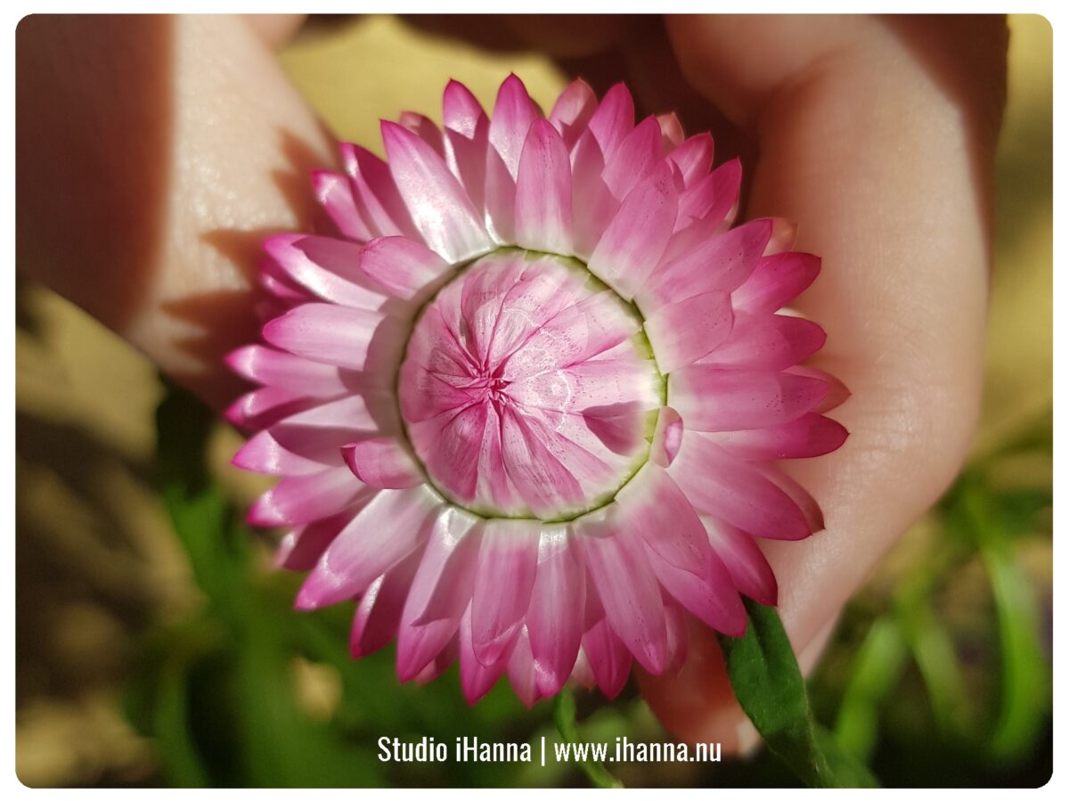 Everlasting flower ready to open up at my balcony retreat (photo copyright Hanna Andersson)