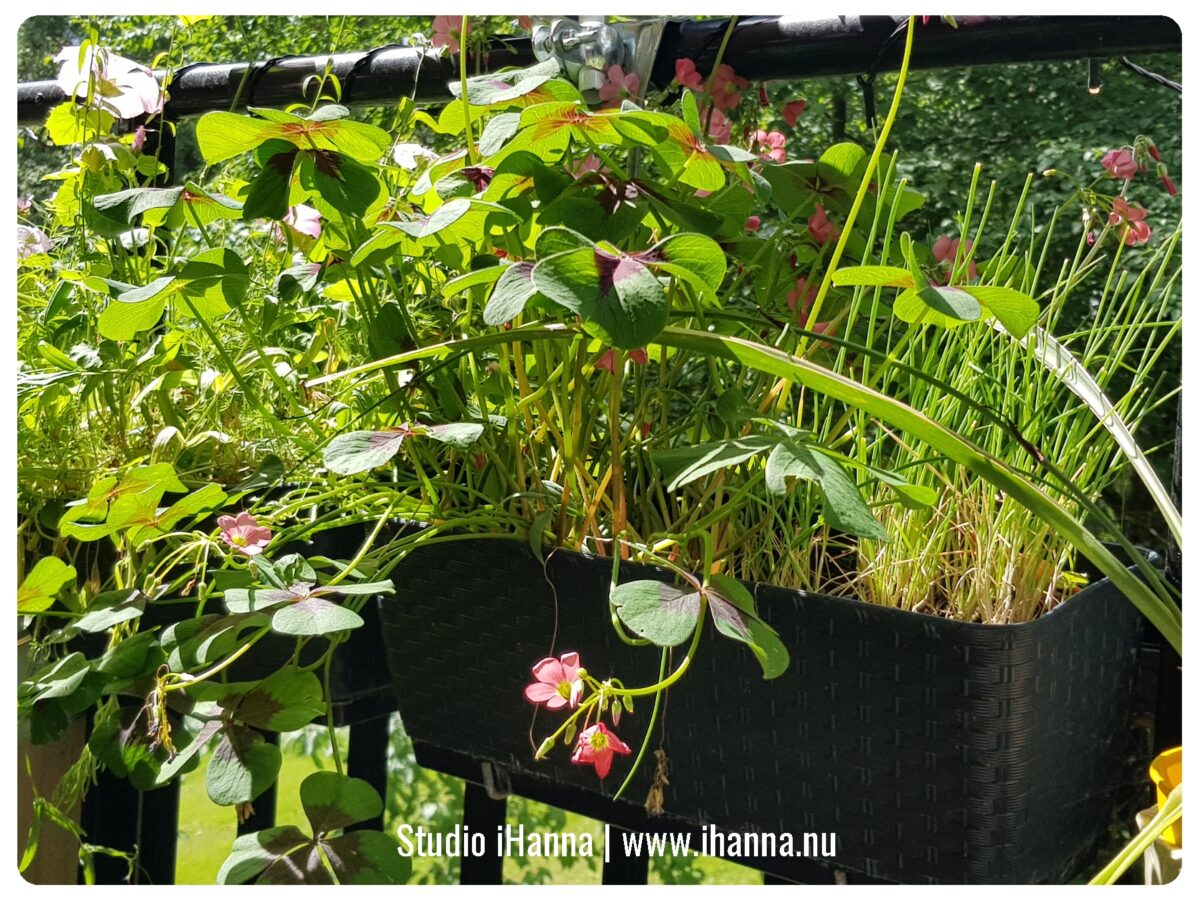 Oxalis in the window box planter at the balcony retreat (photo copyright Hanna Andersson)