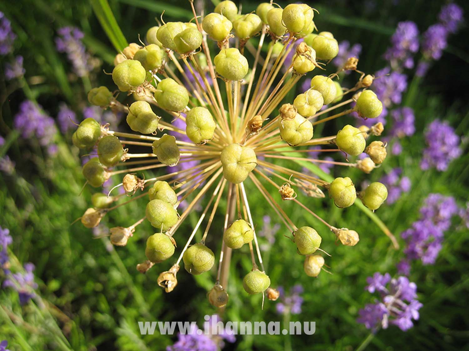 Seeds on stem (Photo Copyright Hanna Andersson)