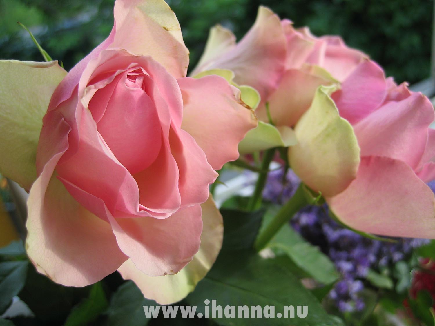 Pink rose next to the sewing table (Photo copyright Hanna Andersson)