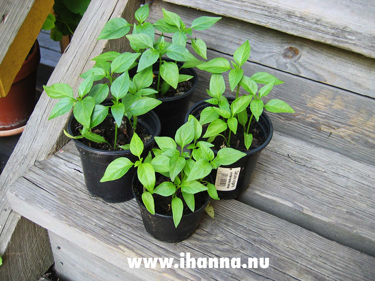 Little plants ready to be set out into the garden (Photo Copyright Hanna Andersson)