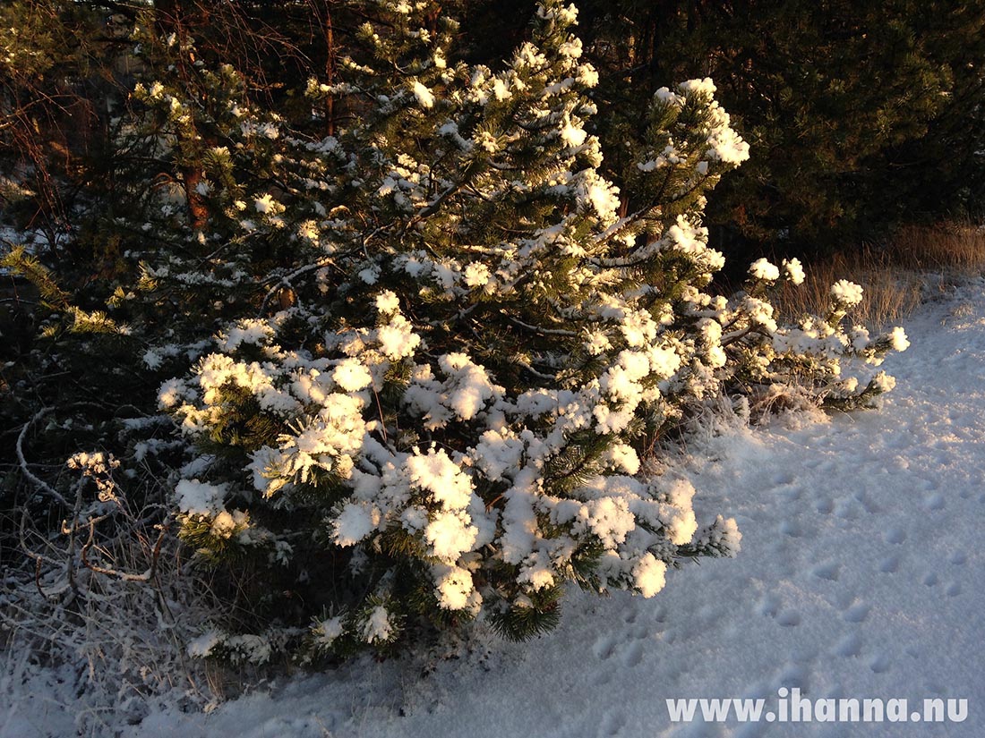 Swedish winter with snow (Photo copyright Hanna Andersson, all rights reserved)