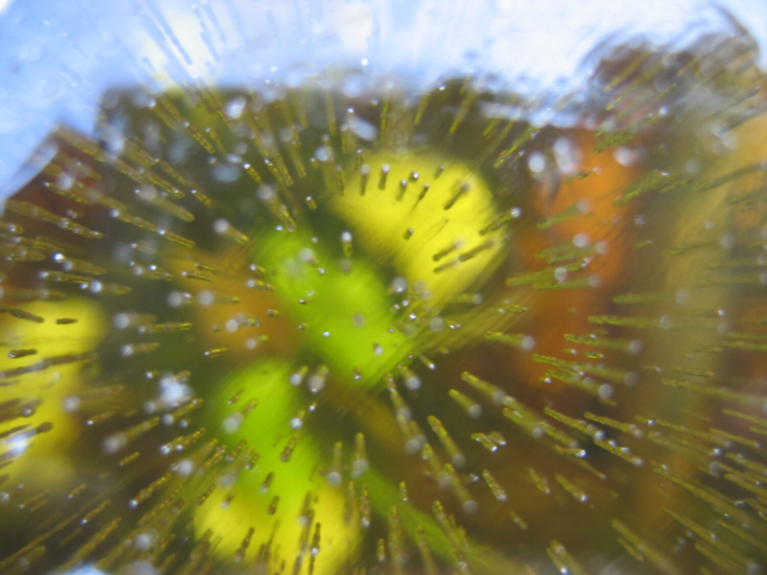 Green water lilies at the bottom of the frozen lake (Photo copyright Hanna Andersson)