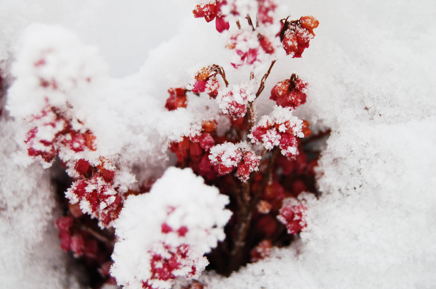 Pink Heather (Calluna vulgaris) flowers in snow (Photo copyright Hanna Andersson) Sweden 