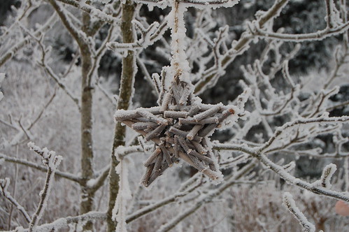 Winter star (Photo copyright Hanna Andersson) Sweden iHanna photography