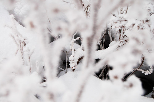 So much white Snow (Photo copyright Hanna Andersson) Sweden iHanna photography