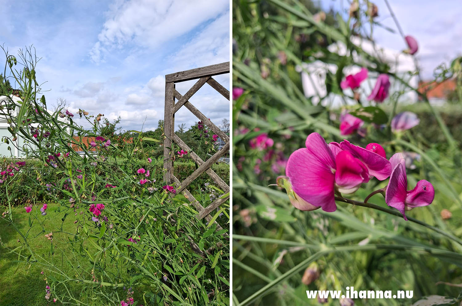 Pink Garden Sweet Pea 2024 (Photo copyright Hanna Andersson) Sweden