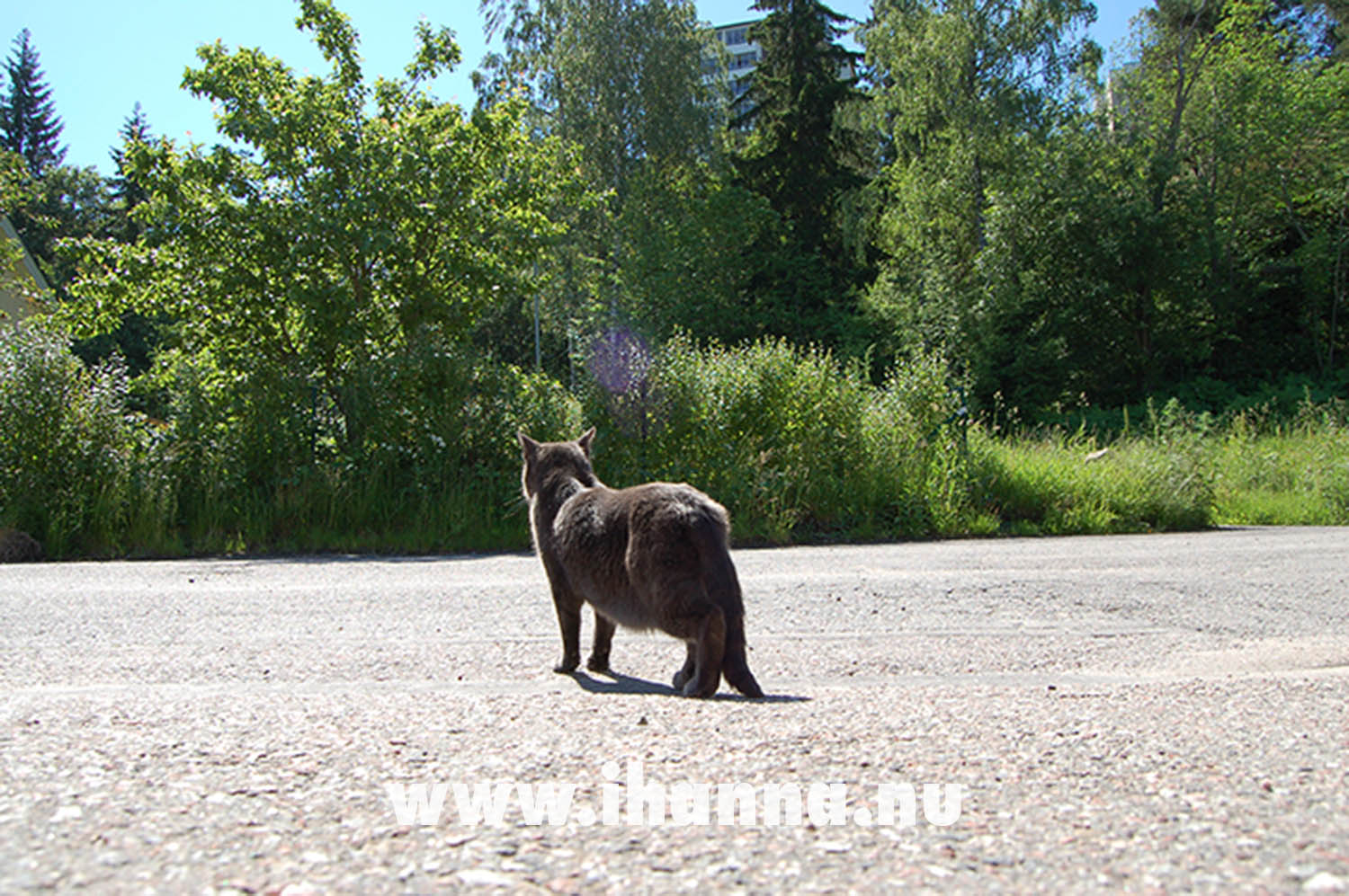 Gray cat on a visit outside the house one day (Photo copyright Hanna Andersson)