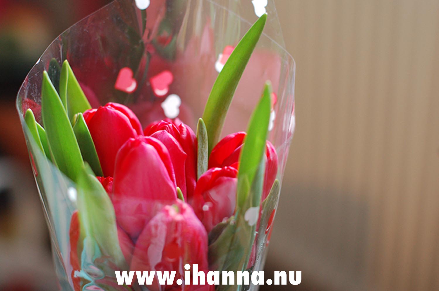 Valentine tulips bouquet (Photo Copyright Hanna Andersson)