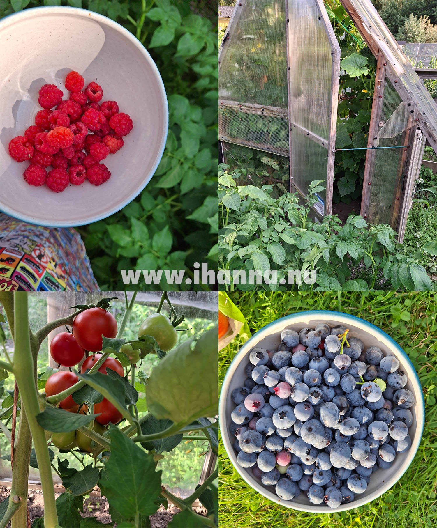 Summer harvest 2024 (Photo copyright Hanna Andersson) Sweden