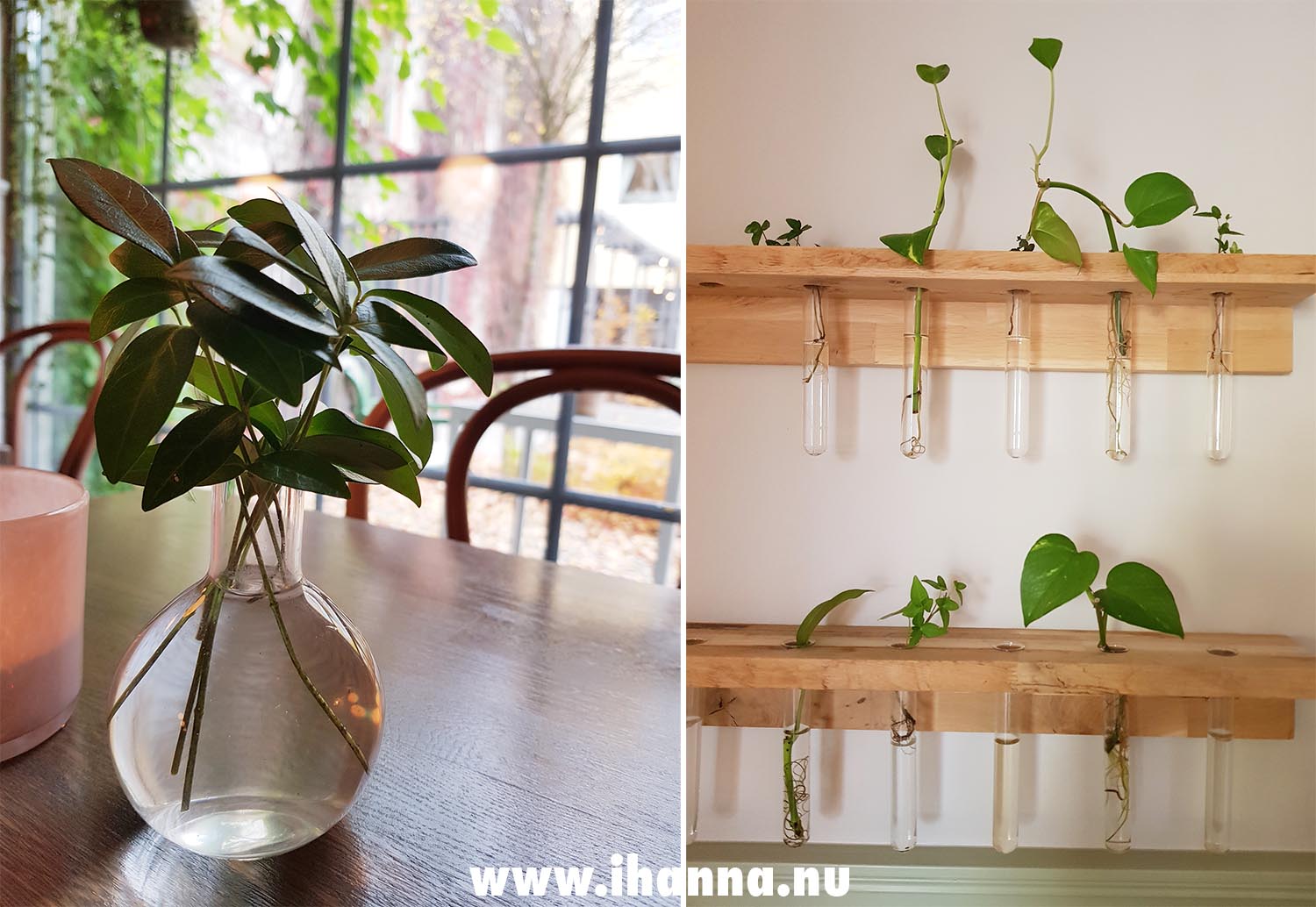 Plants seen on a Artist date at Fotografens Cafe och Bistro (Photo Copyright Hanna Anderson)