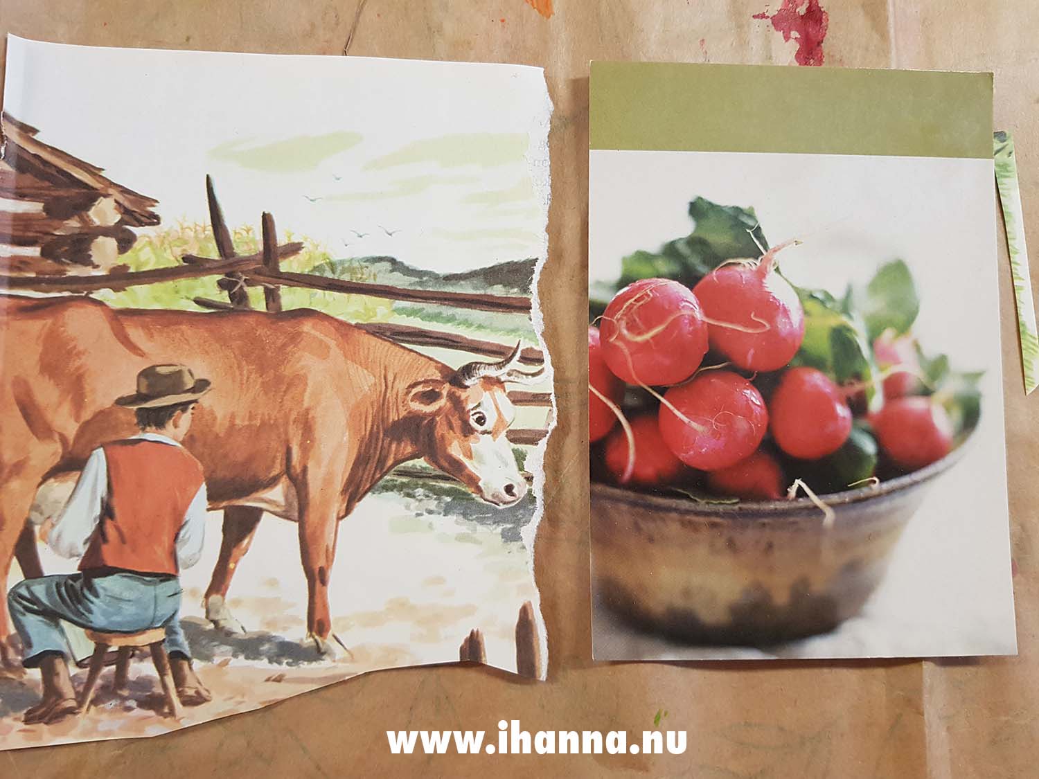 Radish postcard and a maybe vintage illustration of a cute cow to use with it. (Photo Copyright Hanna Andersson)