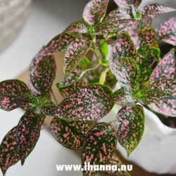 Hypoestes Phyllostachya or Polka dot plant that is thriving (Photo copyright Hanna Andersson)